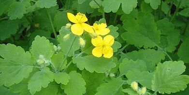 Tratamentul ciupercii de unghii pe picioare CELANDINE